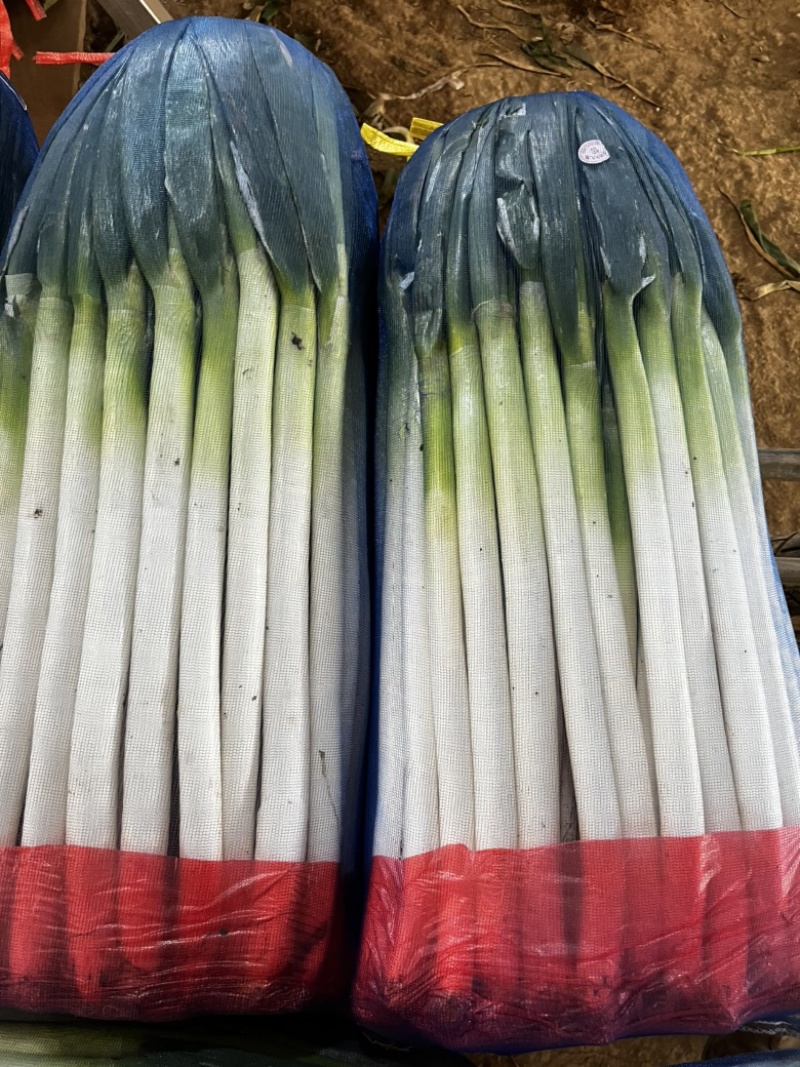 精品粗高净葱，里外一样，无细葱，无断葱，对接全国市场