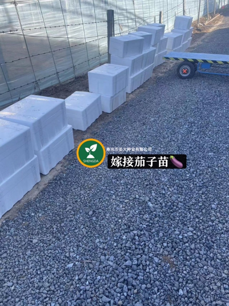 T65水果西红柿苗沙瓤口感水果番茄苗