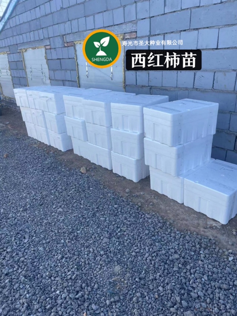 T65水果西红柿苗沙瓤口感水果番茄苗