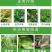万胜武夷不吸水链霉菌细菌性病害角斑病青枯病微生物菌剂