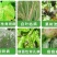万胜武夷不吸水链霉菌细菌性病害角斑病青枯病微生物菌剂