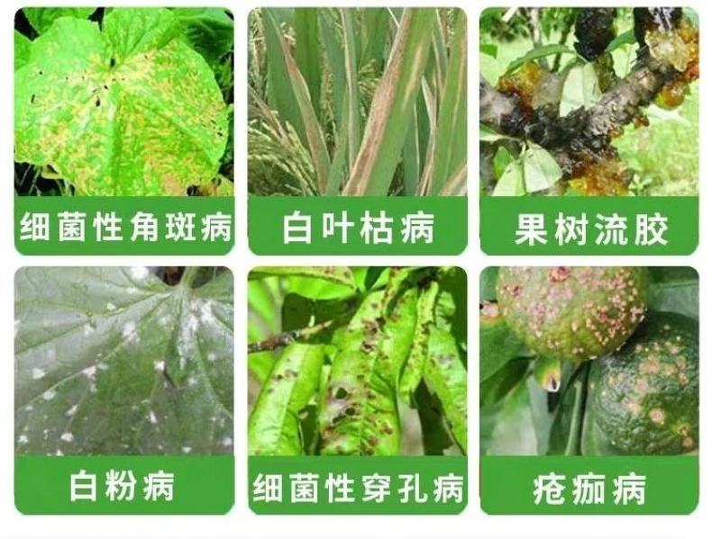 万胜武夷不吸水链霉菌细菌性病害角斑病青枯病微生物菌剂