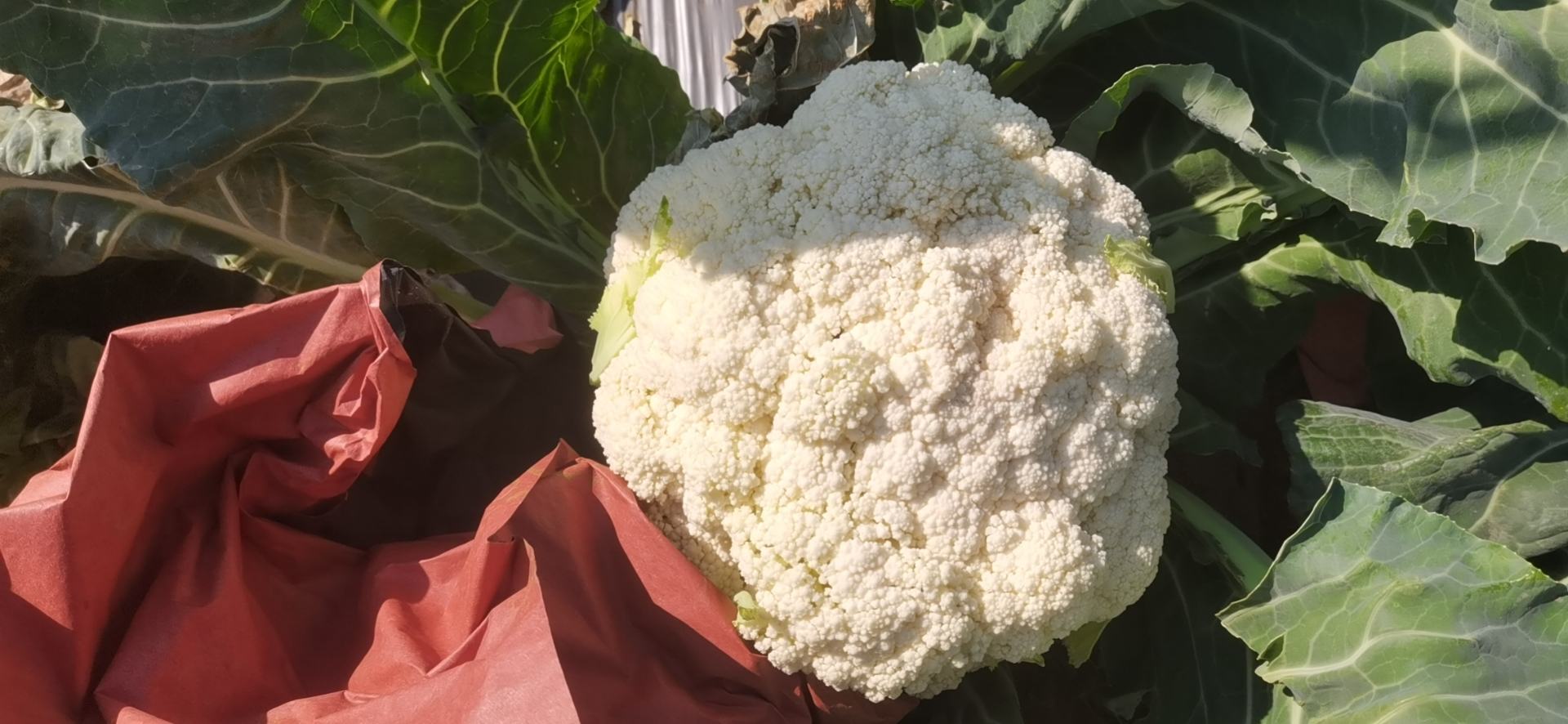 松花菜凉拌成品图