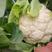 云南高原青干松花菜，大量上市，颜色白花型漂亮！！！！！