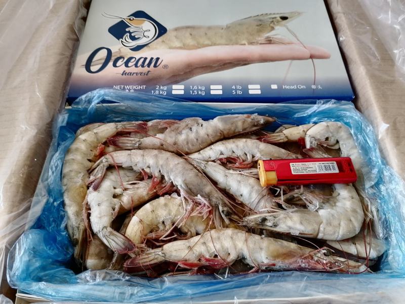 国产盐冻虾/大板虾/盐田大虾