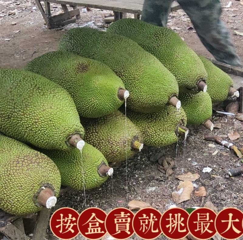 针对海南菠萝蜜优质中大果，可视频对接，多省包邮包售后！