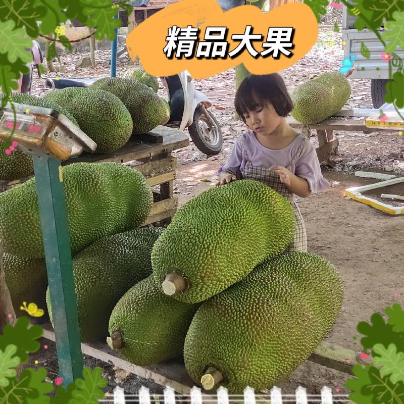 针对海南菠萝蜜优质中大果，可视频对接，多省包邮包售后！