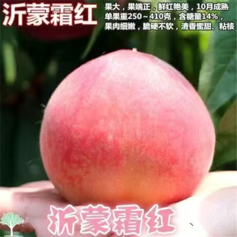 桃树杏树石榴树柿子树