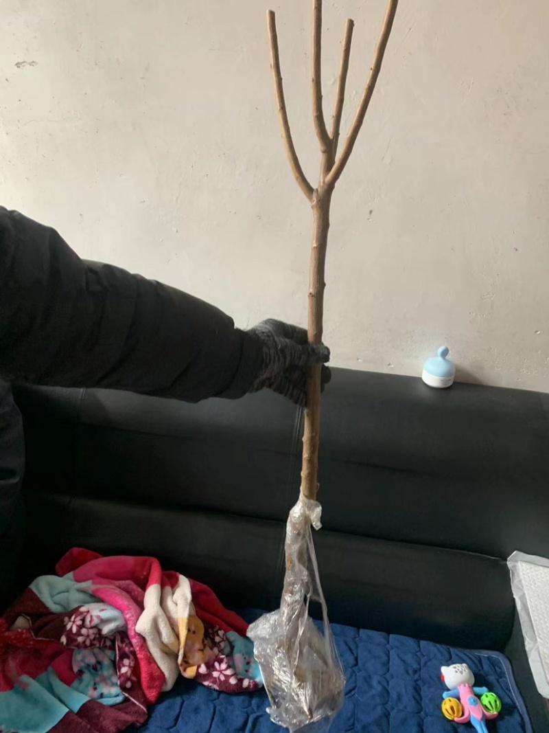 桃树杏树石榴树柿子树