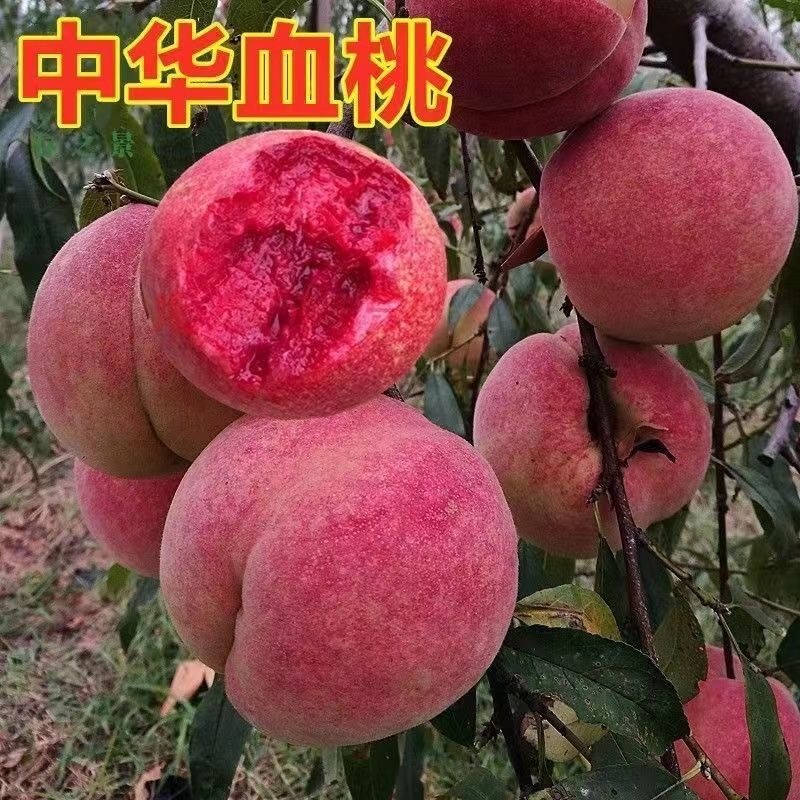 桃树杏树石榴树柿子树