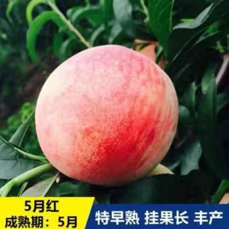 桃树杏树石榴树柿子树