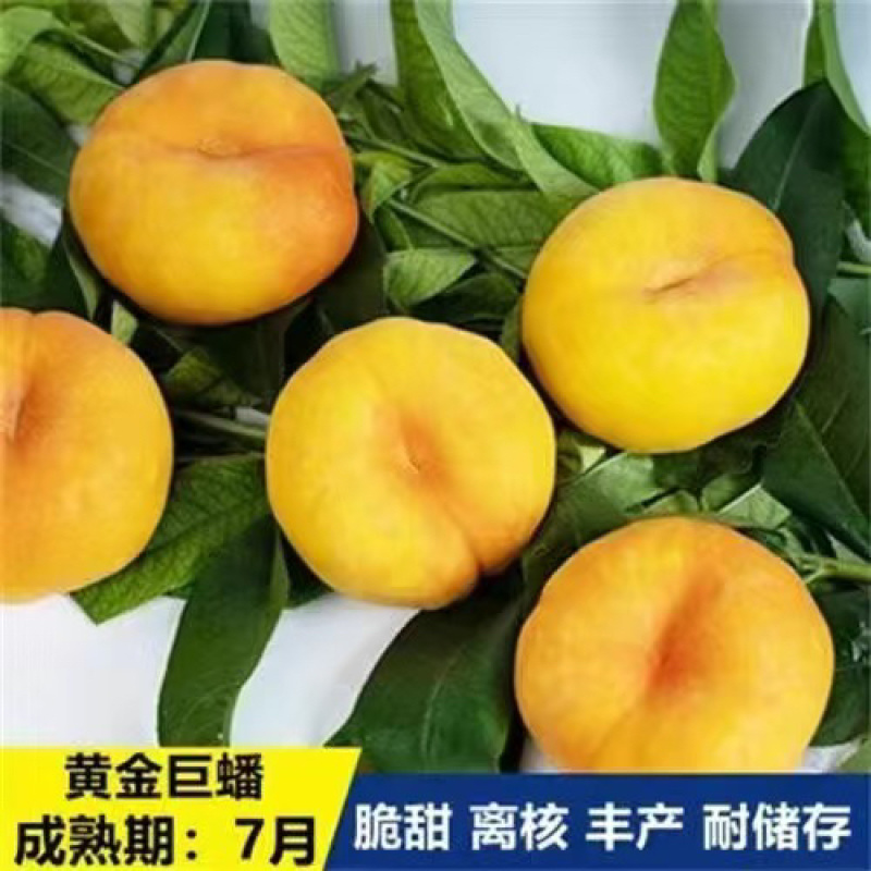 桃树杏树石榴树柿子树