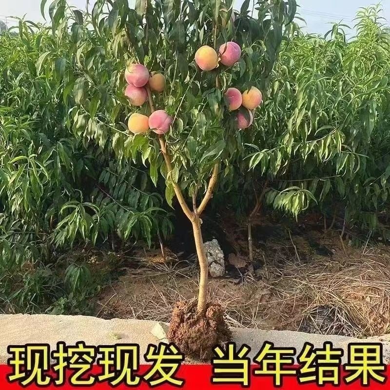 桃树杏树石榴树柿子树