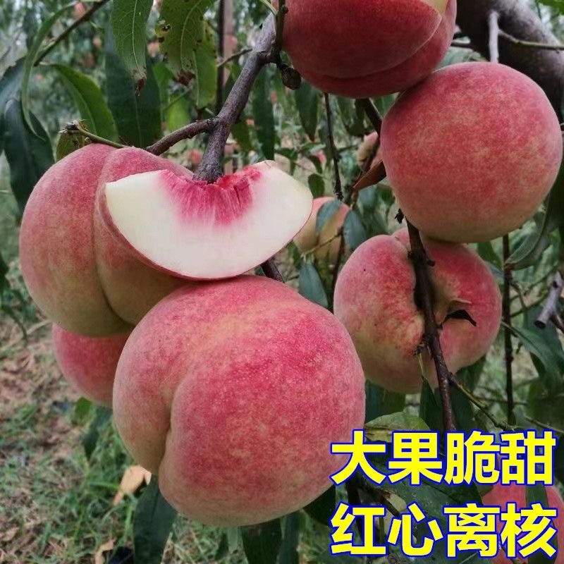 桃树杏树石榴树柿子树