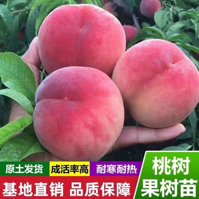 桃树杏树石榴树柿子树