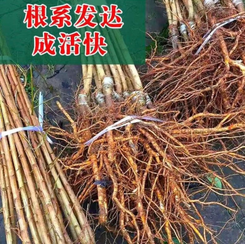 桃树杏树石榴树柿子树