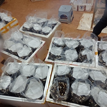 黑皮鸡枞菌基地，全国发货，保质保量，一手货源，