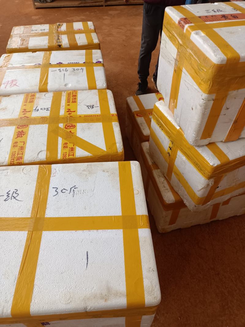 黑皮鸡枞菌基地，全国发货，保质保量，一手货源，