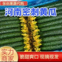 【实力】河南黄瓜，密刺黄瓜夏邑县，量大，新鲜采摘，品质保障