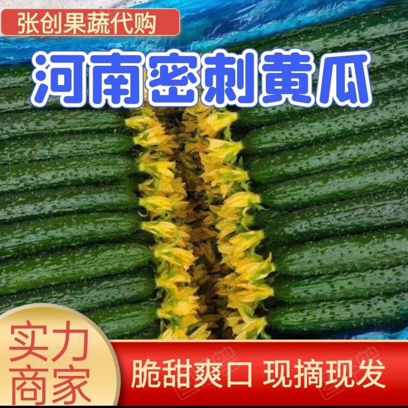 【实力】河南黄瓜，密刺黄瓜夏邑县，量大，新鲜采摘，品质保障