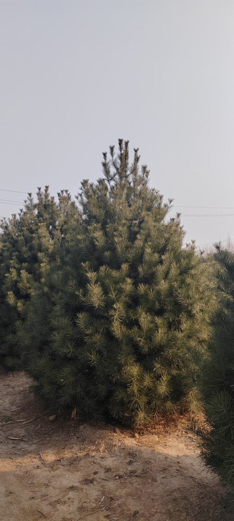 白皮松