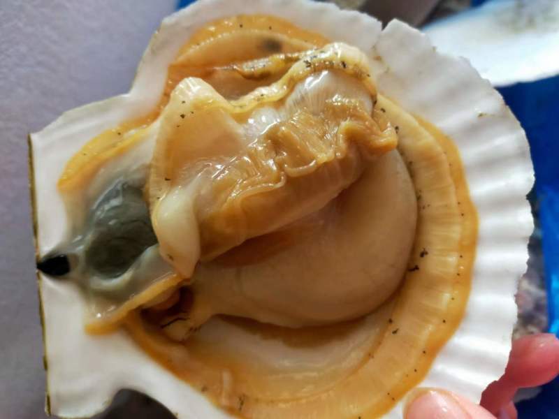 日本北海道大规格虾夷贝