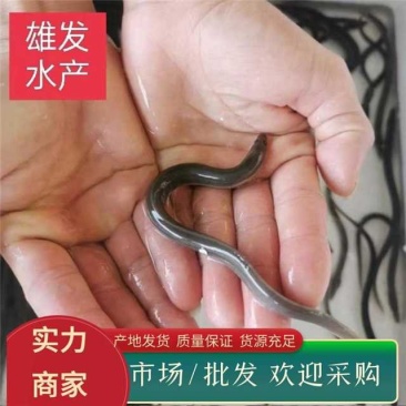 白鳗鱼苗/河鳗鱼/白鳝鱼苗/渔场直供+技术指导/存活率好