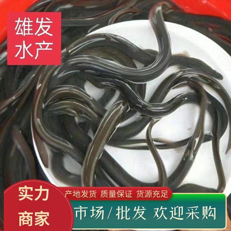 白鳗鱼苗/河鳗鱼/白鳝鱼苗/渔场直供+技术指导/存活率好