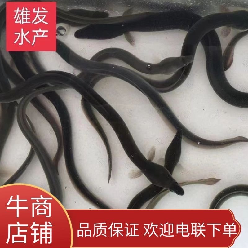 白鳗鱼苗/河鳗鱼/白鳝鱼苗/渔场直供+技术指导/存活率好