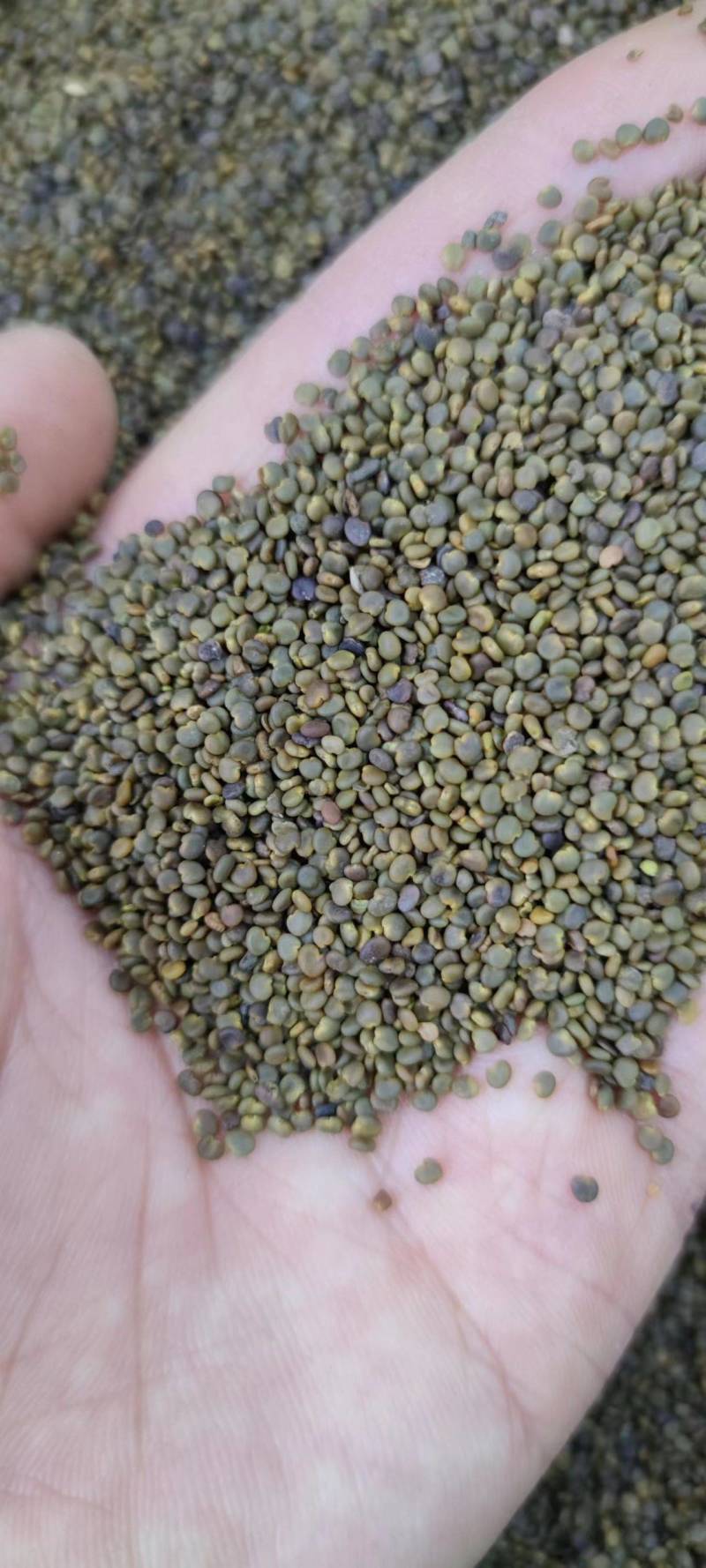 包邮沙苑子净货各种籽药新货批发各种中药材