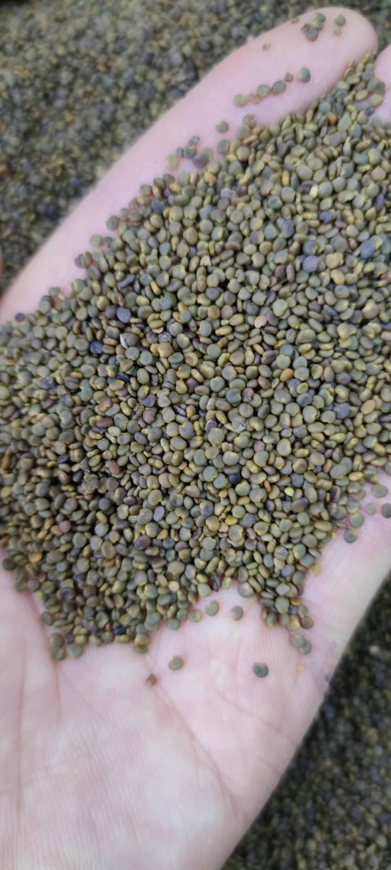 包邮沙苑子净货各种籽药新货批发各种中药材