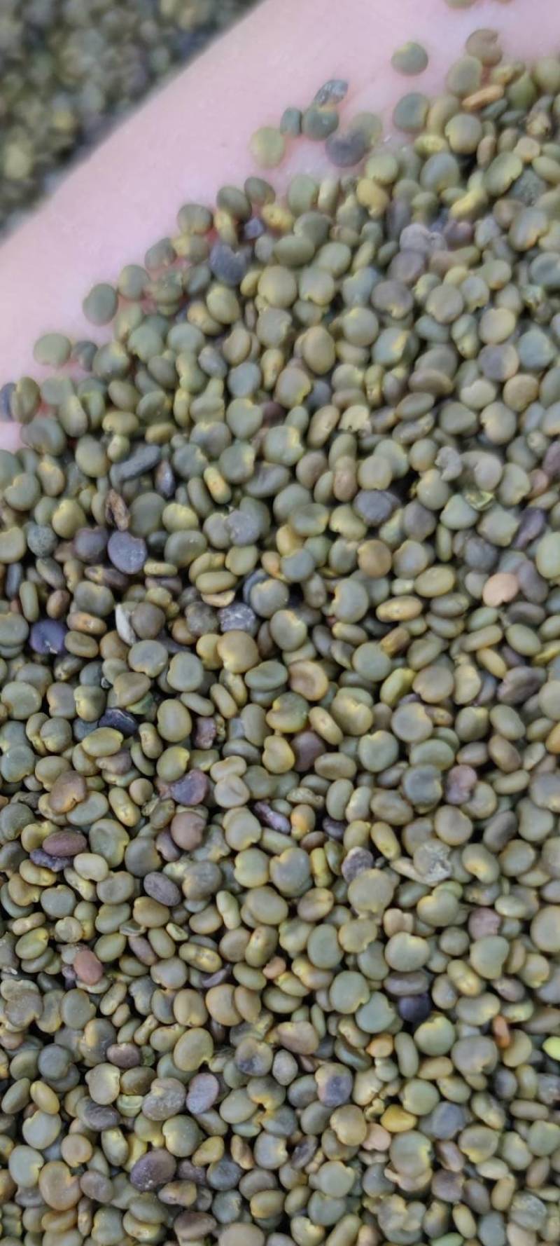 包邮沙苑子净货各种籽药新货批发各种中药材