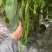 天椒103软皮长线椒种子，深绿椒条顺直，辣味适中