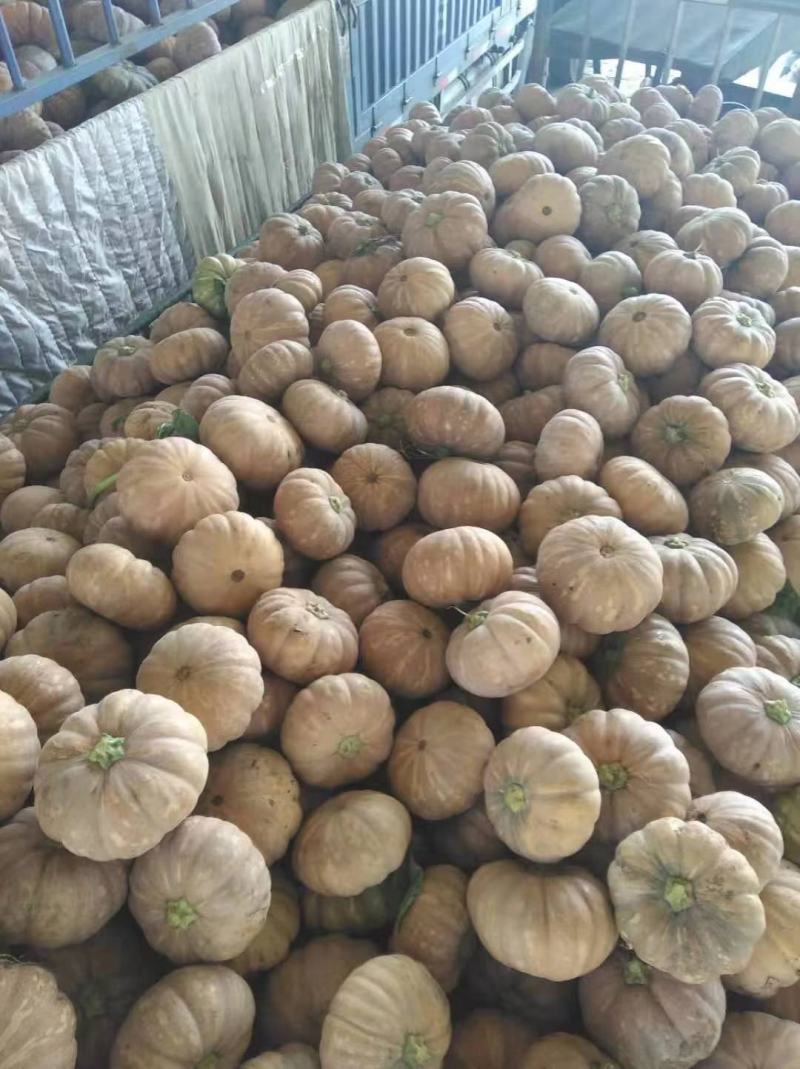 广西南宁，量大从优，欢迎选购磨盘南瓜