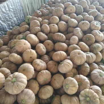 广西南宁，量大从优，欢迎选购磨盘南瓜