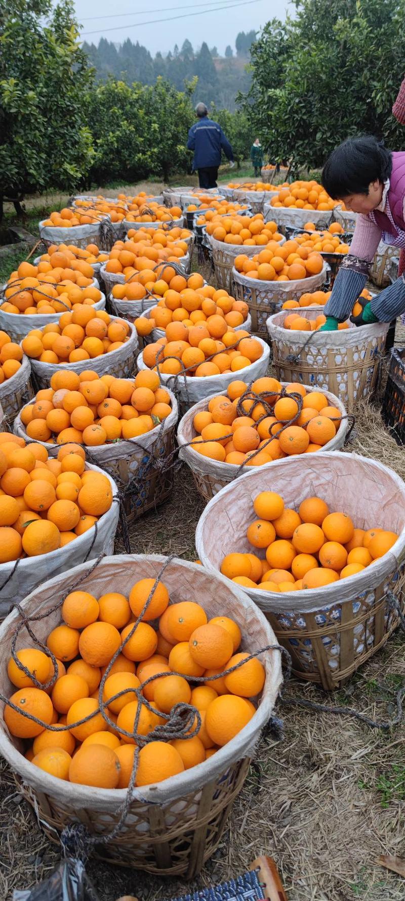 四川青见果冻橙细腻化渣，爆汁，量大对接全国商超，市场电商