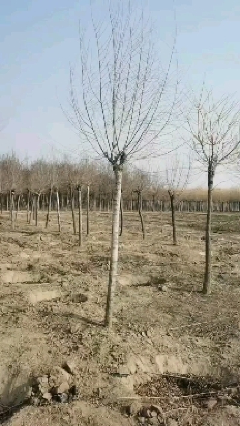 河北省博野县城奥森苗圃场正在出售3-10公分矮接金枝槐