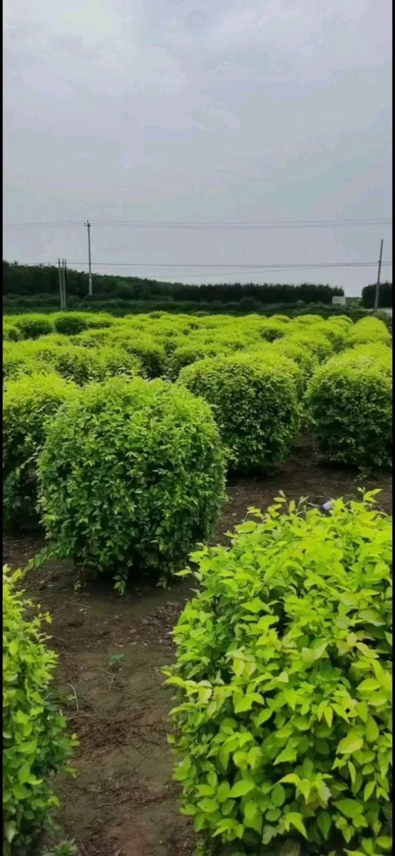 河北省博野县城奥森苗圃场正在出售3-10公分矮接金枝槐