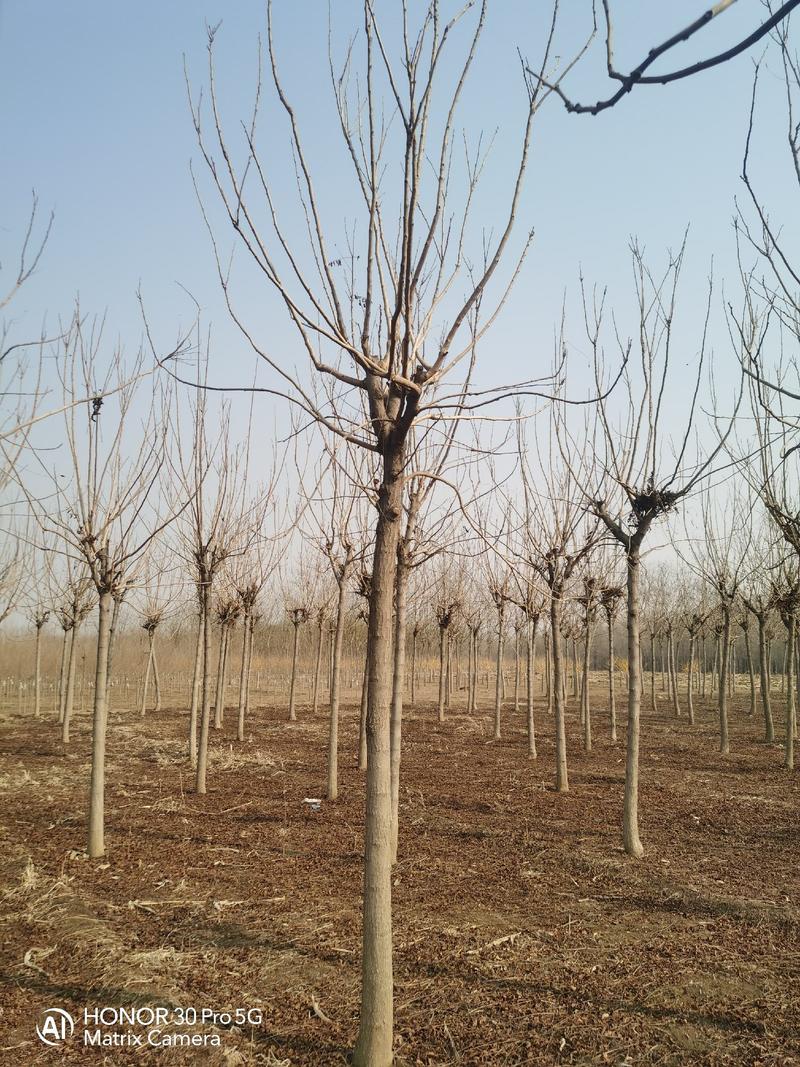 河北省保定市奥森苗圃场出售胸径8公分栾树