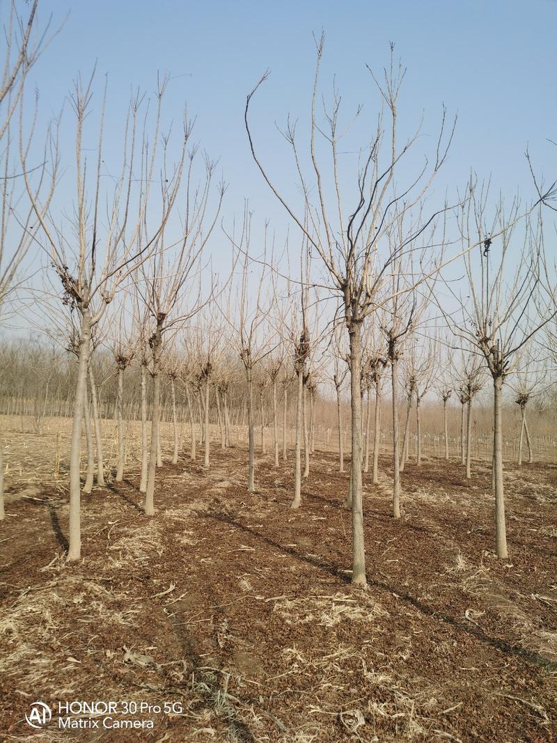 河北省保定市奥森苗圃场出售胸径8公分栾树