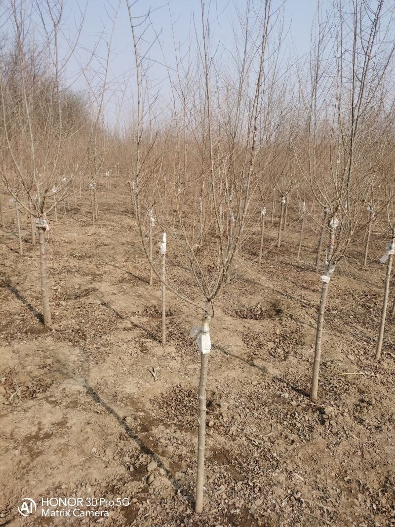 河北省保定市奥森苗圃场正在出售金叶榆小苗