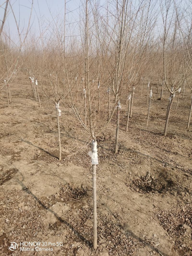 河北省保定市奥森苗圃场正在出售金叶榆小苗