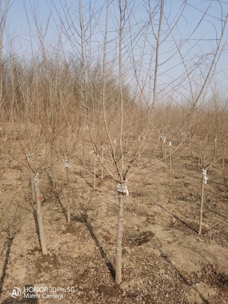 河北省保定市奥森苗圃场正在出售金叶榆小苗