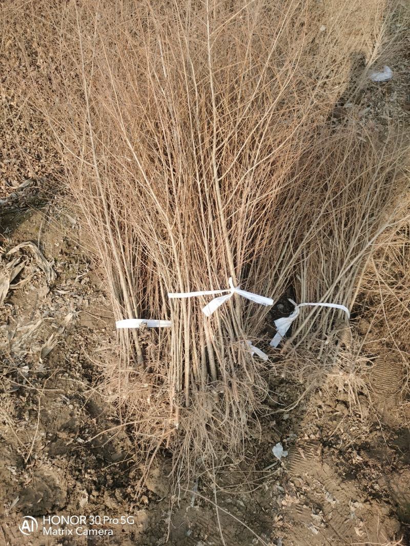 河北省保定市奥森苗圃场正在出售金叶榆小苗
