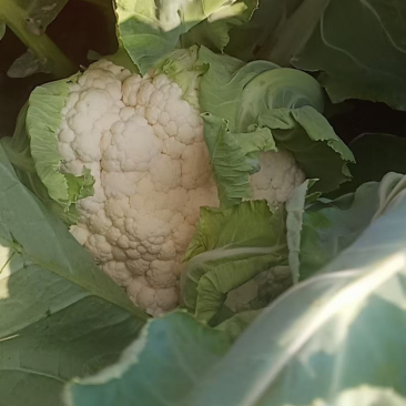 河北邯郸产地发货一手货源花菜