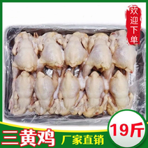 【包邮-19斤鸡肉】批发19斤生鲜冷冻三黄鸡白条鸡鸡肉