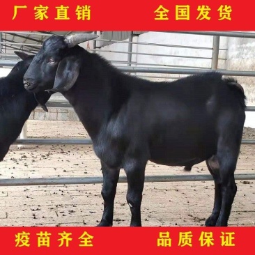 纯种努比亚黑山羊，怀孕大母羊，黑山羊，小羊仔山羊纯种公羊