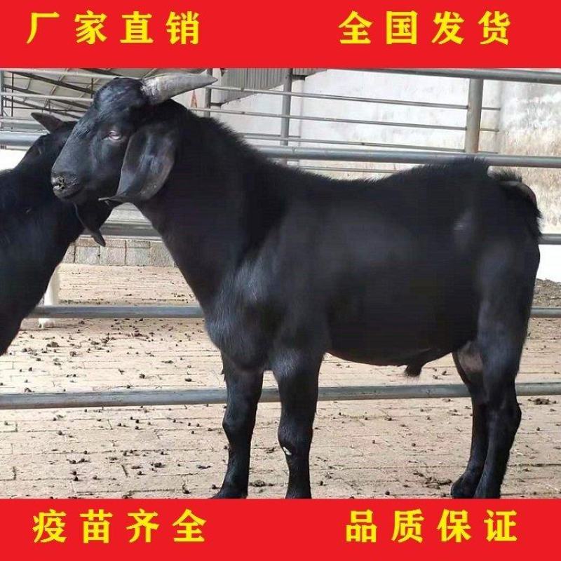 纯种努比亚黑山羊，怀孕大母羊，黑山羊，小羊仔山羊纯种公羊