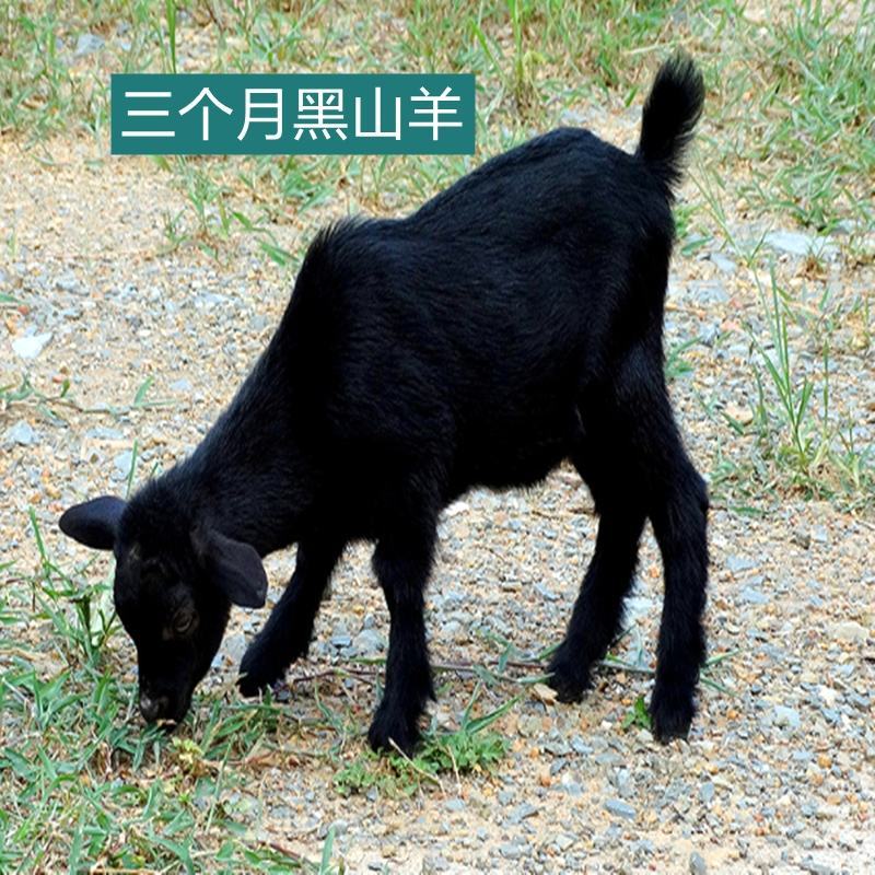 纯种努比亚黑山羊，怀孕大母羊，黑山羊，小羊仔山羊纯种公羊