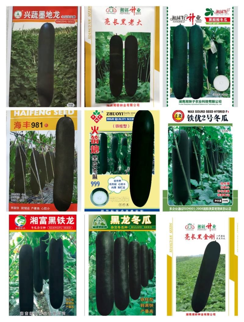 精品冬瓜种子墨地龙,墨铁龙，黑鲨,墨宝,,银狐等